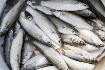 Välj rätt fisk